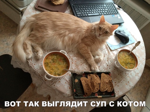 Коты и Кошки