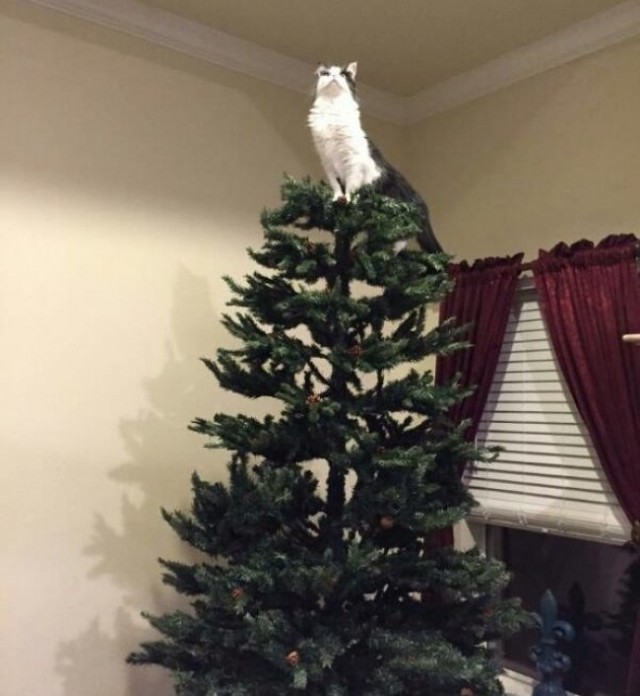 Коты и Кошки