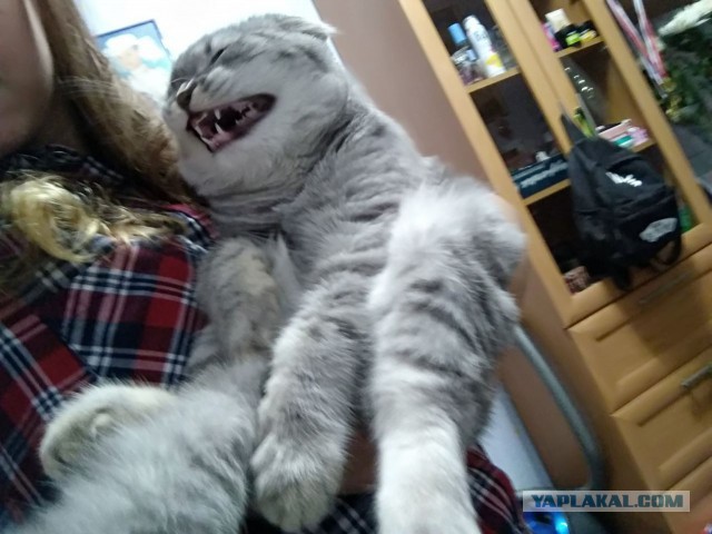 Котовторник!
