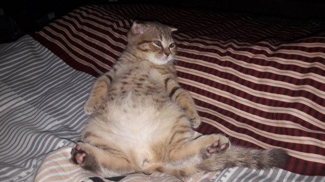 Котовторник 9.01.2018