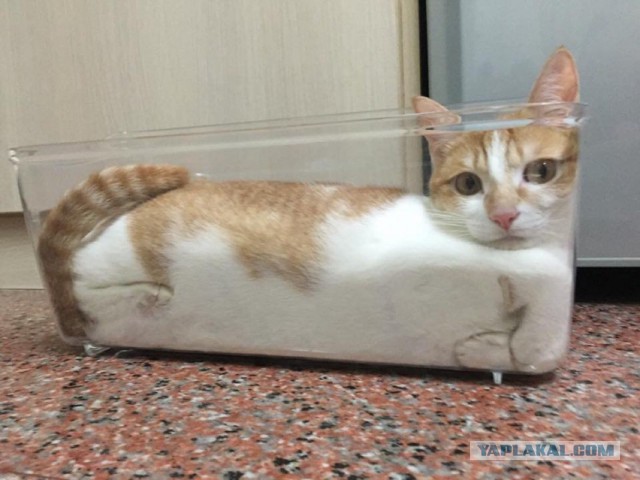 Прикольных котов пост