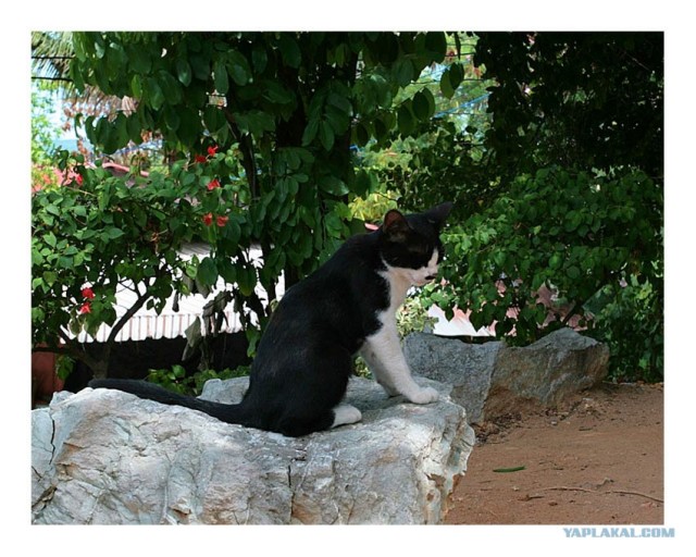 Котовторник на ЯПлакалъ 08.07.2008