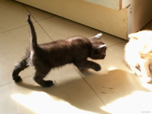 А как же котовторник?