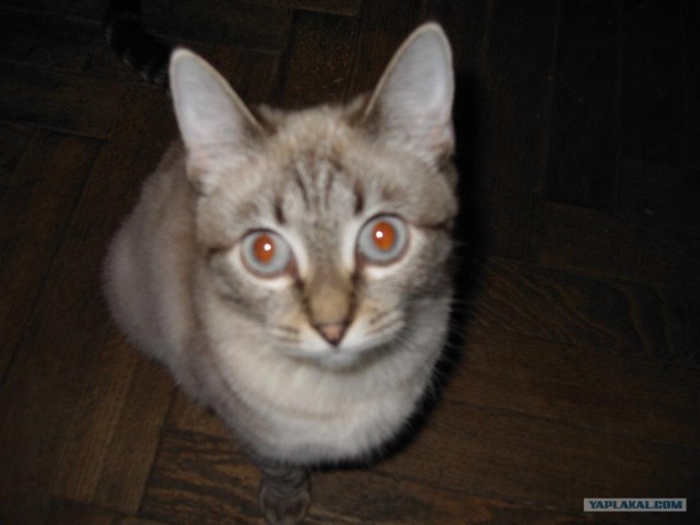 Котовторник - С праздником, котоводы!
