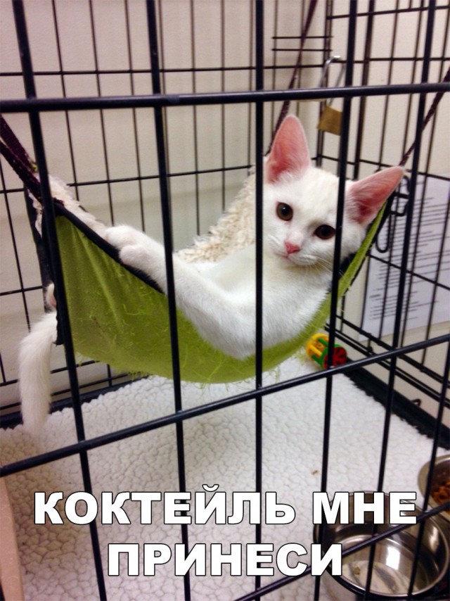 Немного милоты