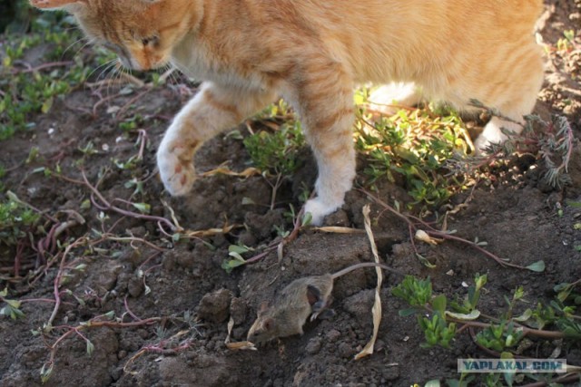 Как кот Рыжик охотился на мышь