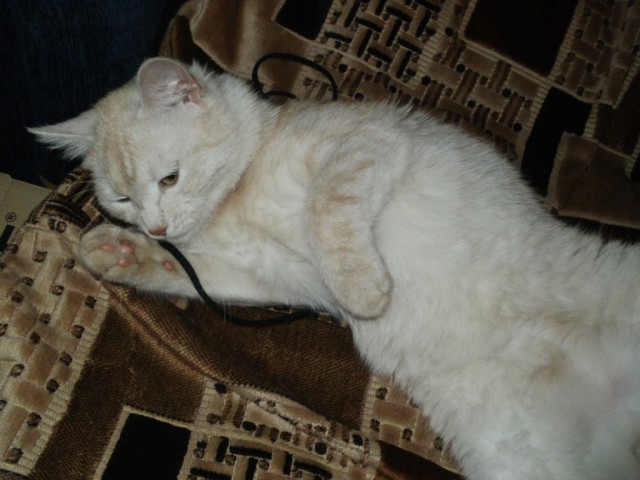 Котовторник 1.11.11