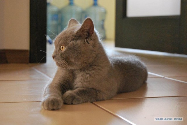 КОТОВТОРНИК (6.03.2012)