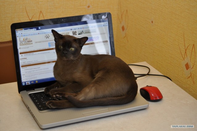 Котовторник 10.04.2012