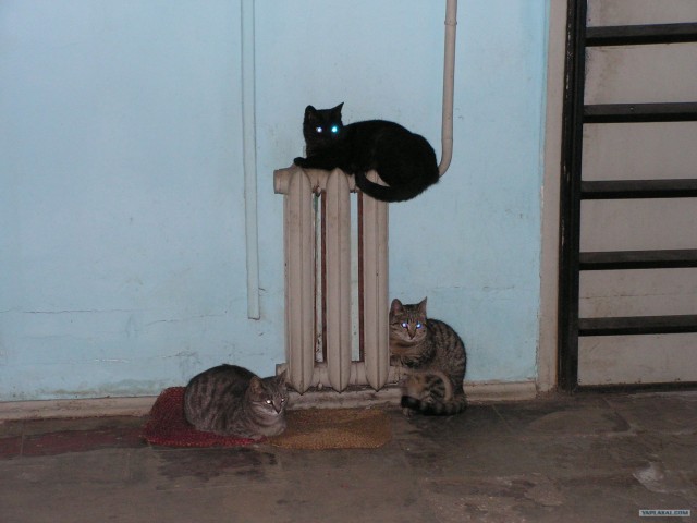 Котовторник 24.04.2012