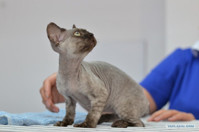 Котовторник   5.06.2012
