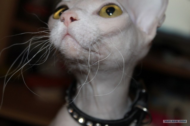 Котовторник  19.06.2012