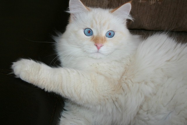 Котовторник  4.09.12