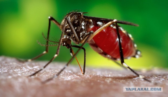 Чем самка комара отличается от самца