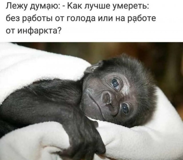 Лечим воскресное похмелье дубиной деградации