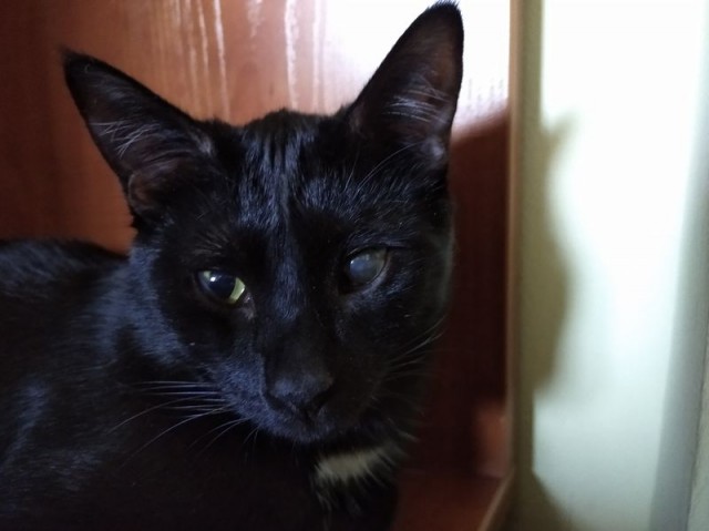 Кот с собачьей прошивкой