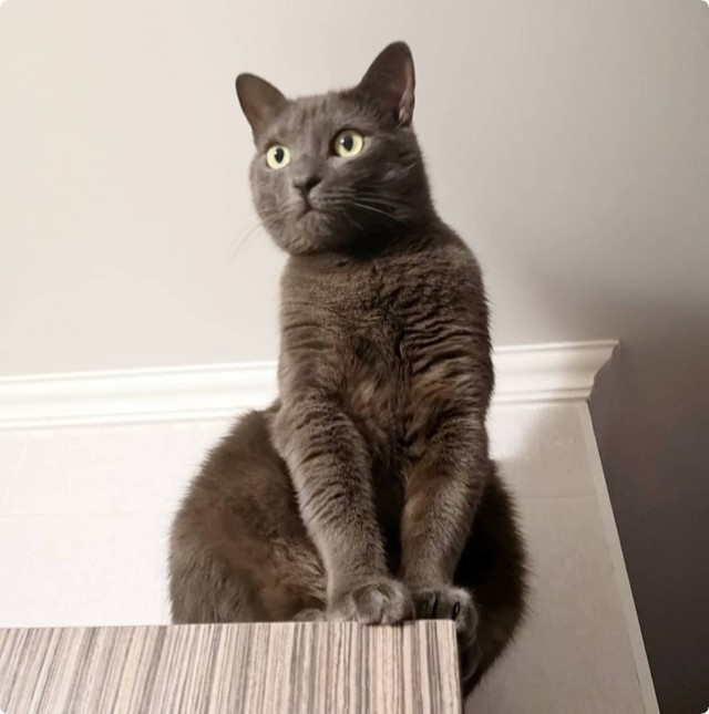 Котики