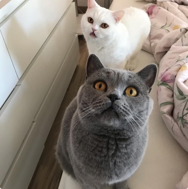 Котофеев пост