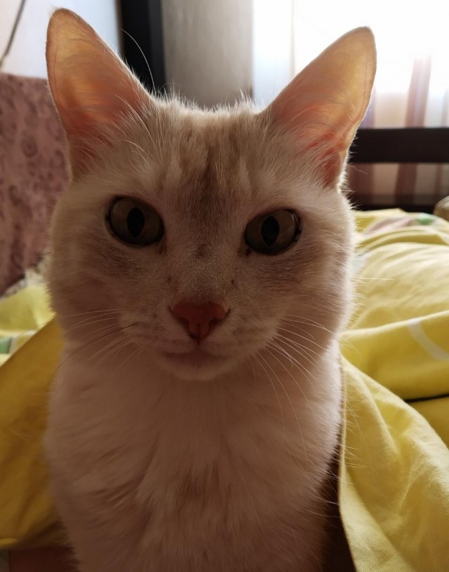 Котодед.
