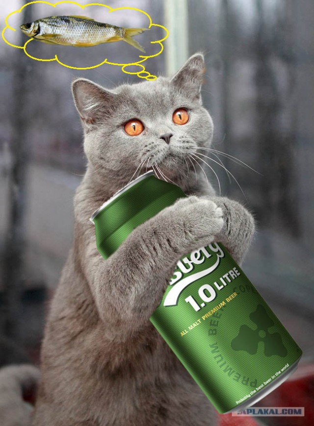 Чесна, чесна, хозяин, это не я ...