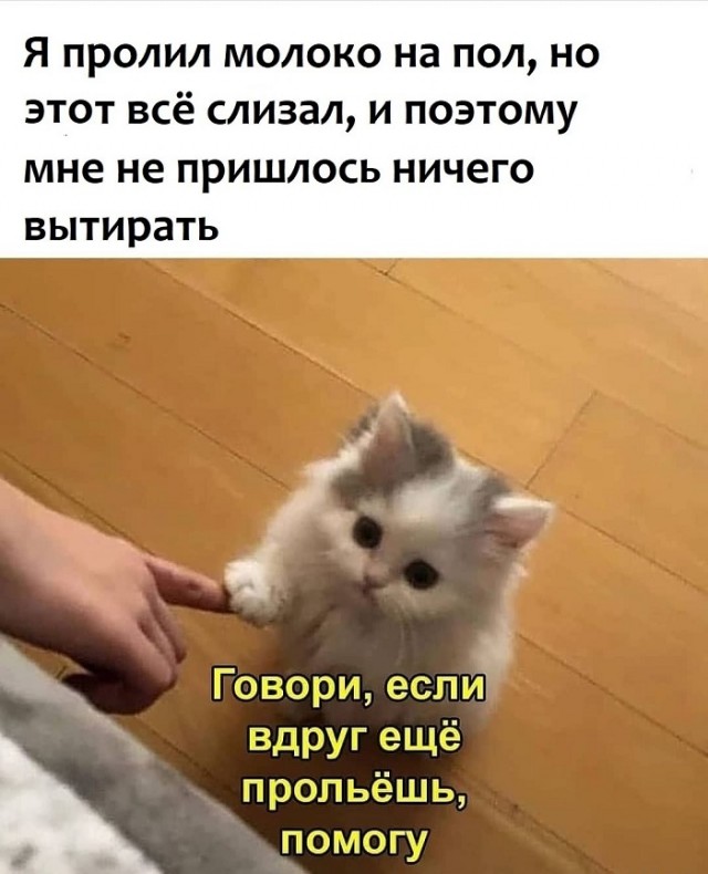 Картинки с надписями и котами