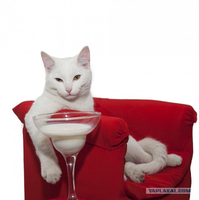 Котовторнику быть!