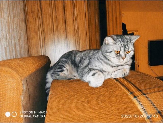 Последние котики февраля.