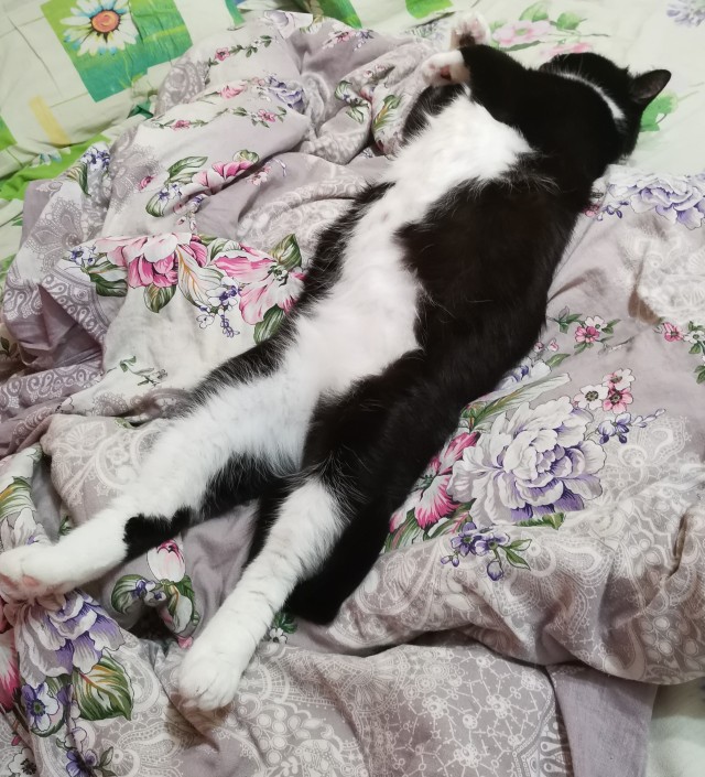 Котовторник же!