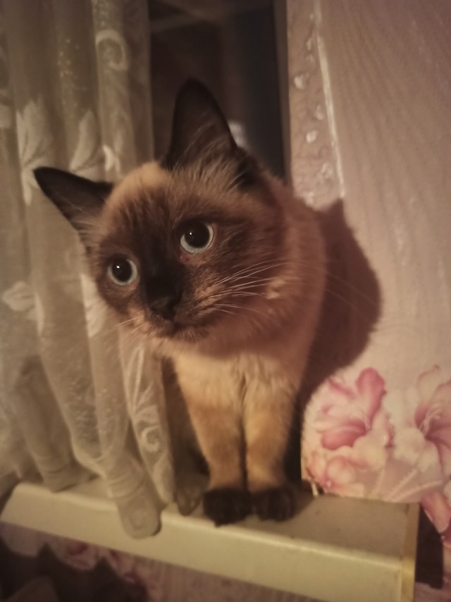 Вторник-кото