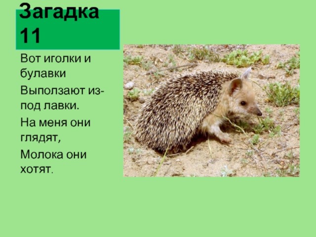 Пьяные ёжики