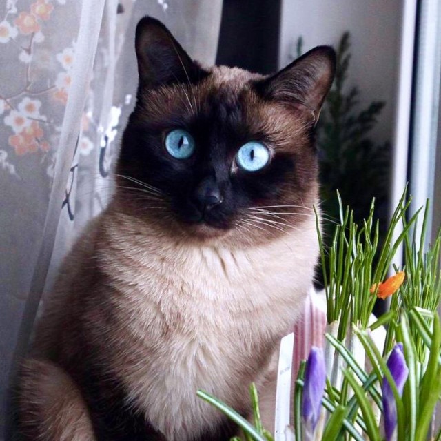 Последний котовторник лета