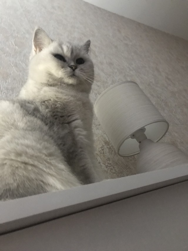К котовторнику