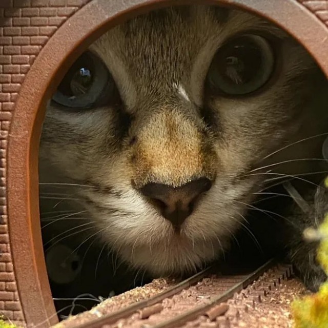 Милота дня: японские бездомные коты спасли ресторан от закрытия