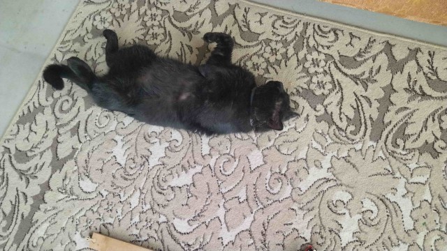 Котовторниковское