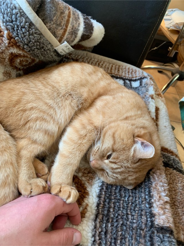 Не буду я ждать котовторника!