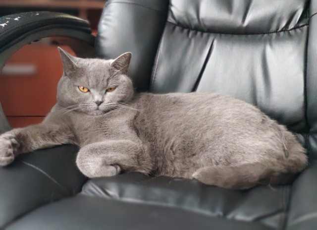 А это мой котан к котовторнику