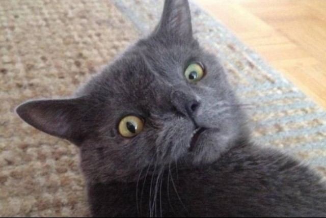 Весёлые картинки 13.04.2022