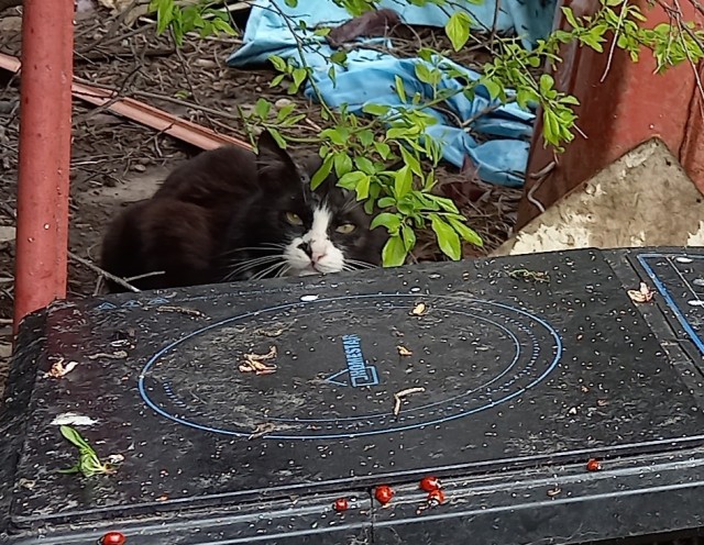 Котовторник ведь начался!