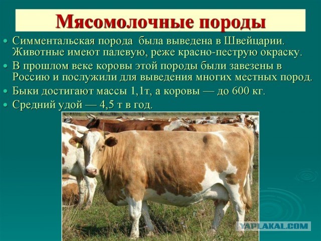 20 фото разных сударынь, коллеги