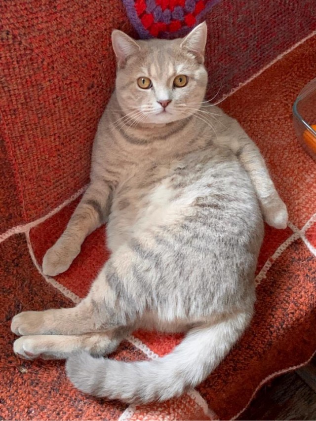 Котовторнику посвящается