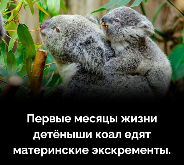 Немного бесполезных фактов