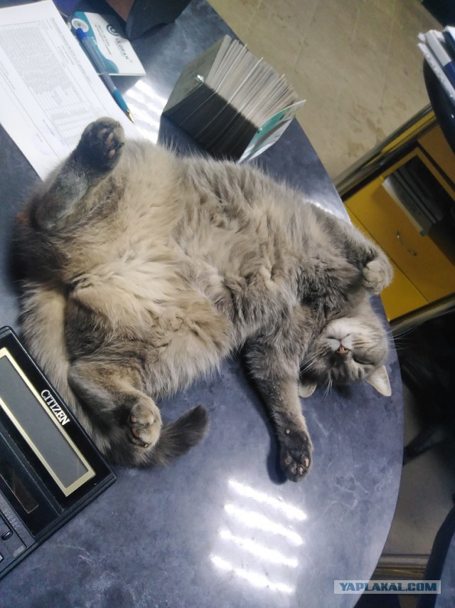 Котодракула
