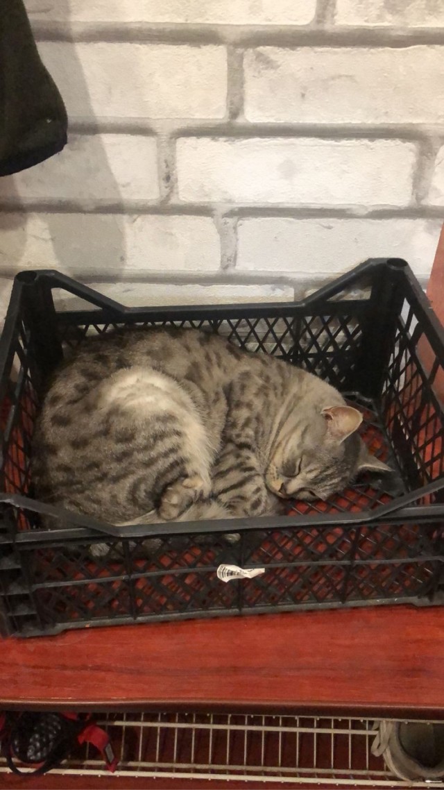 Сегодня всемирный день кошек!