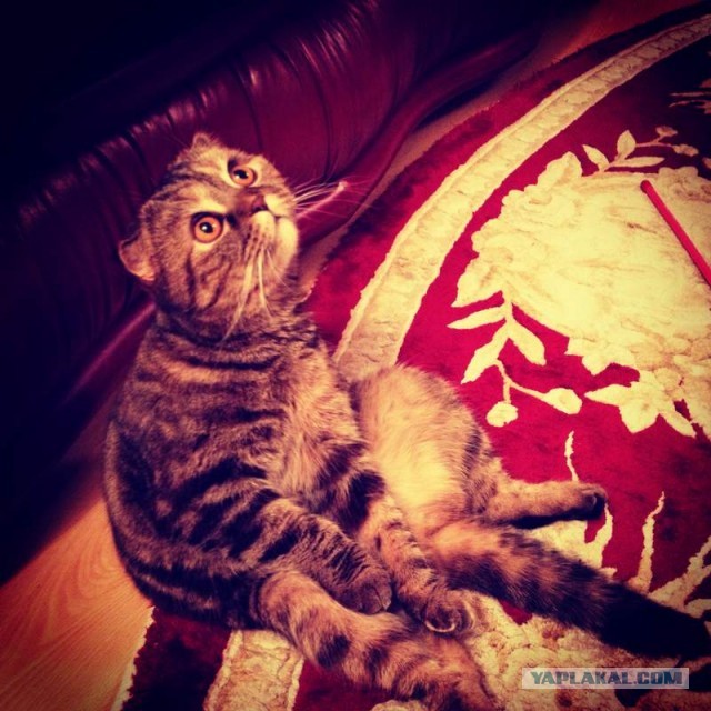 Котовторник 09.04.2013