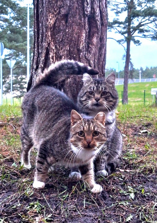 Котовторник