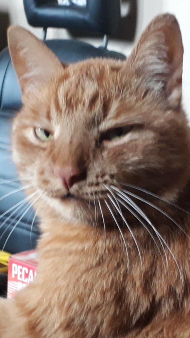 Эталон Яповского кота