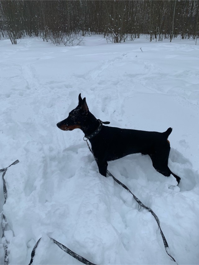 Собакочетверг