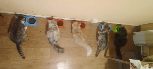 Когда у вас два шерстяных