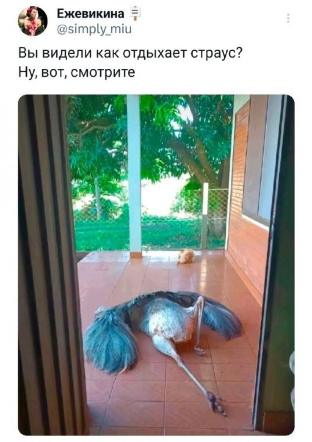 Так себе картинки 31.01.25