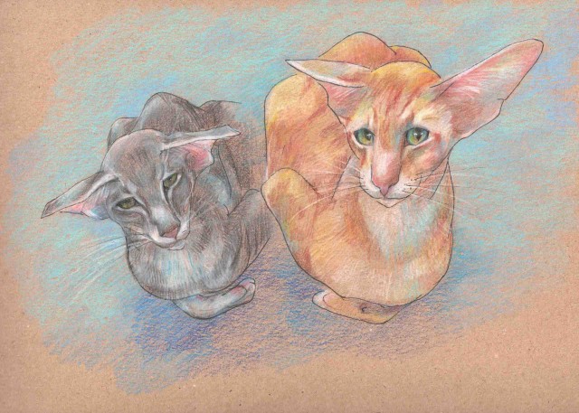 Мои рисунки кошечек
